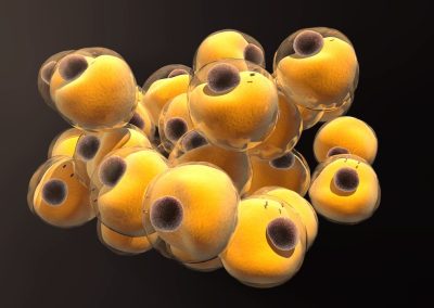 What Is Fat Made Of?