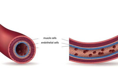 The Glycocalyx: Your First Line of Defense Against Heart Attacks