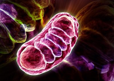 Mitochondria: Your Body’s Energy Factories