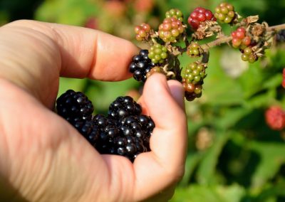 A Taste for Sweet — An Anthropologist Explains the Evolutionary Origins of Why You’re Programmed to Love Sugar