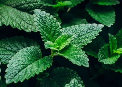 Real Food Profile: Peppermint
