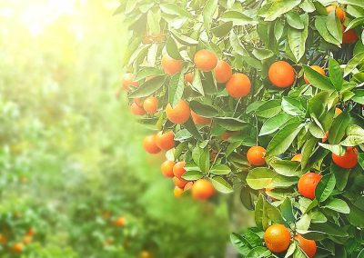 The SPF* of Real Food
