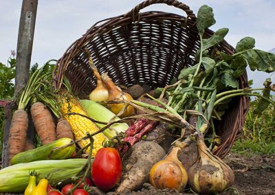 Understanding Carbohydrates Part 4: From Field to Fork