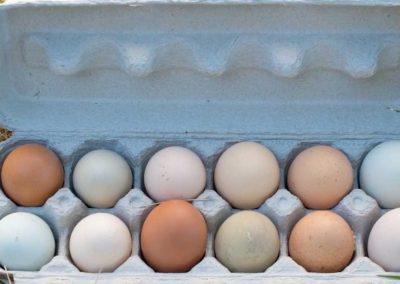 Cracking the Code — Eggs: A Food Label Lesson (Video)