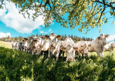 How Animal Lifestyle Impacts Our Nutrition