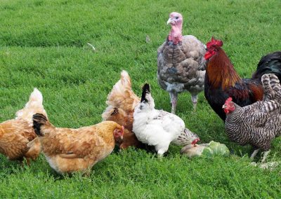 Real Food Profile: Poultry