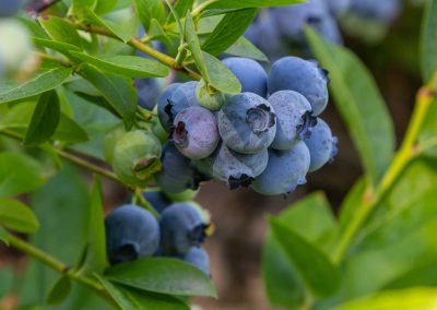 What’s the Story with Antioxidants?